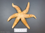 Leptasterias polaris