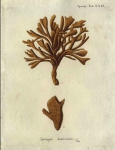Original Plate of Esper's (1794) Spongia damicornis Original Plate of Esper's (1794) Spongia damicornis