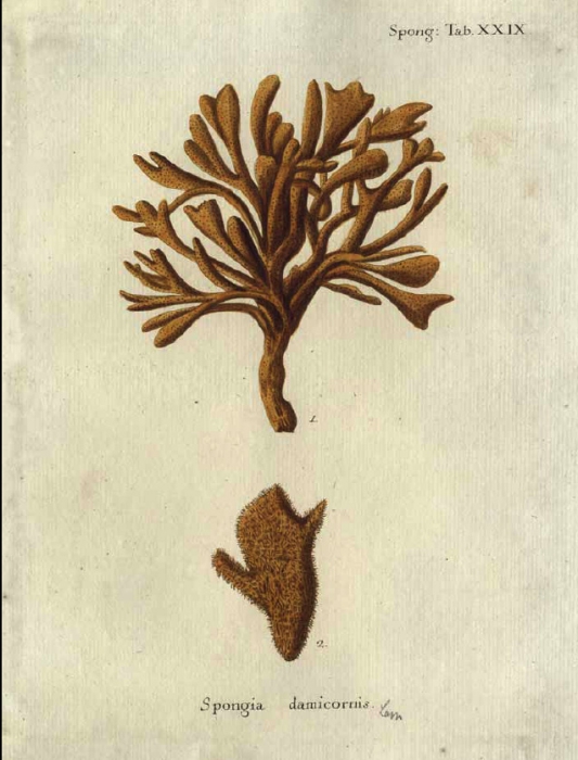 Original Plate of Esper's (1794) Spongia damicornis