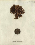 Original Plate of Esper's (1794) Spongia lactuca Original Plate of Esper's (1794) Spongia lactuca
