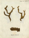 Original Plate of Esper's (1794) Spongia verrucosa Original Plate of Esper's (1794) Spongia verrucosa