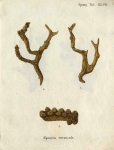 Original Plate of Esper's (1794) Spongia verrucosa
