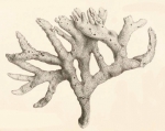 Original Plate of Bowerbank's (1874) Isodictya dissimilis Original Plate of Bowerbank's (1874) Isodictya dissimilis
