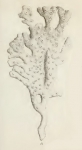Original Plate of Ellis & Solander's (1786) Spongia palmata. Original Plate of Ellis & Solander's (1786) Spongia palmata.
