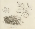 Ellis & Solander's (1786) image of Spongia botryoides Ellis & Solander's (1786) image of Spongia botryoides