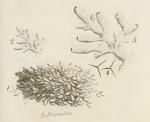 Ellis & Solander's (1786) image of Spongia botryoides