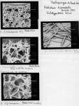 Haliclona diprosopia, spicules and skeleton of holotype Haliclona diprosopia, spicules and skeleton of holotype