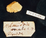 Schmidtia muta, BMNH fragment of type Schmidtia muta, BMNH fragment of type