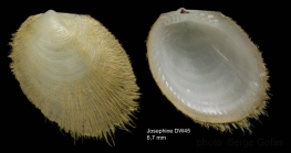 Limopsis minuta (Philippi, 1836)Specimen from Josephine seamount,  36°46'N, 14°17'W, 315-335 m , 'Seamount 1' DW45 (actual zize 6.7 mm)