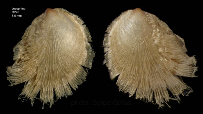 Limopsis angusta Jeffreys, 1879Specimen from Josephine seamount,, 36�39'N, 14�16'W , 215-221 , 'Seamount 1' CP40 (actual size 8.6 mm with hairs)
