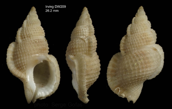 Halgyrineum louisae (Lewis, 1974)Shell from Irving seamount, 31�59.2'N, 27�55.9'W, 460 m, 'Seamount 2' DW209 (actual size 26.2 mm)
