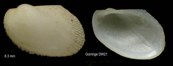 Bathyarca philippiana (Nyst, 1848)Specimen from Gorringe seamount, 36�35'N, 11�28'W, 460-480 m , 'Seamount 1' DW21 (actual size  6.3 mm)