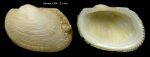 Bathyarca philippiana (Nyst, 1848)Specimen from off Alboran Island (actual size  5.7 mm)