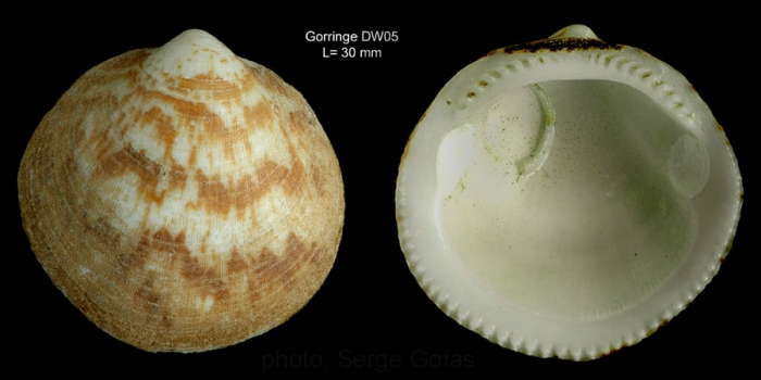 Glycymeris glycymeris (Linnaeus, 1758)Shell from Gorringe seamount, 36�32'N, 11�38'W, 180 m, 'Seamount 1' DW05 (actual size 30 mm)