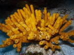 Pipestela candelabra, Great Barrier Reef Pipestela candelabra, Great Barrier Reef