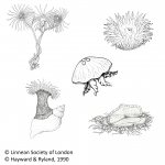 Cnidaria