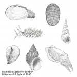 软体动物（Molluscs）