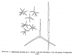Sphinctrella theneides Sphinctrella theneides