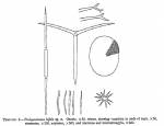 Pachymatisma bifida Pachymatisma bifida