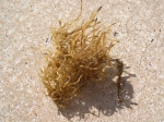 Ectopleura larynx (Ellis & Solander, 1786) Ectopleura larynx (Ellis & Solander, 1786)