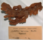 Clathria spongiosa