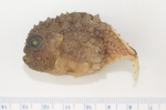 Eumicrotremus spinosus - Atlantic spiny lumpsucker