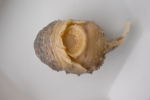 Eumicrotremus spinosus - ventral view