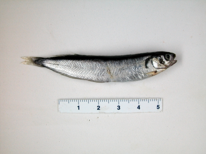 Gaidropsarus argentatus, threebeard rockling (juvenile) Gaidropsarus argentatus, threebeard rockling (juvenile)