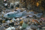 Boreogadus saida