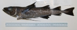 Arctogadus glacialis