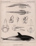 Van Beneden (1861, pl. 1)