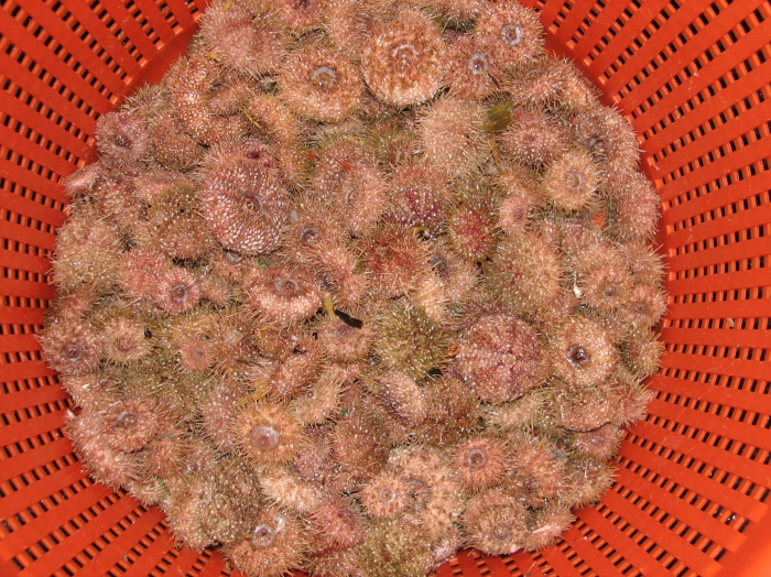 Strongylocentrotus pallidus - pale sea urchins