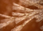 Bugula turrita-closeup Bugula turrita-closeup