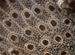 Cryptosula pallasiana Cryptosula pallasiana