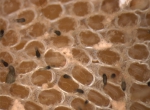 Electra pilosa Electra pilosa