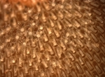 Membranipora membranacea Membranipora membranacea