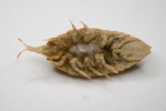 Synidotea bicuspida 