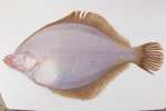Limanda ferruginea - yellowtail flounder (underside) Limanda ferruginea - yellowtail flounder (underside)