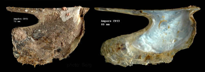 Pteria hirundo (Linnaeus, 1758)Specimen from Amp�re seamount, 35�04'N, 12�55'W, 225-280 m, 'Seamount 1' sta. CP99 (actual size 88 mm)