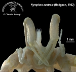 Nymphon australe 2 Nymphon australe 2