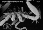 Nymphon australe 3 Nymphon australe 3