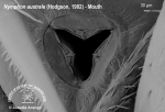 Nymphon australe 4 Nymphon australe 4