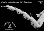 Nymphon australe 5 Nymphon australe 5