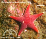 Odontaster validus 1 Odontaster validus 1