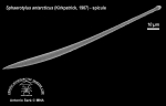 Sphaerotylus antarcticus (spicule) 1