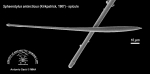 Sphaerotylus antarcticus (spicule) 3