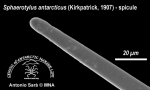 Sphaerotylus antarcticus (spicule) 5
