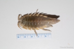 Arctic isopods-Saduria sibirica 1