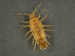 Synidotea laevidorsalis
