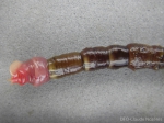 Praxillella gracilis Praxillella gracilis